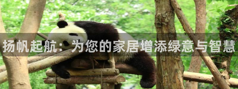 杏耀平台的专用通道：扬帆起航：为您的家居增添绿意与智慧